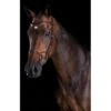 Collegiate Comfitec Training Bridle - Brown -Saddle Shop 304611 800 800