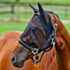 Horze Mesh Fly Mask With Spandex - Black -Saddle Shop 382348 800 800