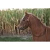 Western Rawhide Basketweave Pony Bridle With Reins - Chestnut 1 Western Rawhide Basketweave Pony Bridle With Reins - Chestnut -Saddle Shop 445741 800 800