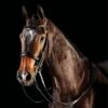Collegiate Comfitec Weymouth Bridle - Black 1 Collegiate Comfitec Weymouth Bridle - Black -Saddle Shop 499241 800 800