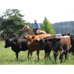 Toklat RanchBoss Western Fleece Cinch - Brown -Saddle Shop 547719 800 800