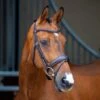 Shires Velociti Lusso Dressage Flash Bridle - Havana -Saddle Shop 674216 800 800