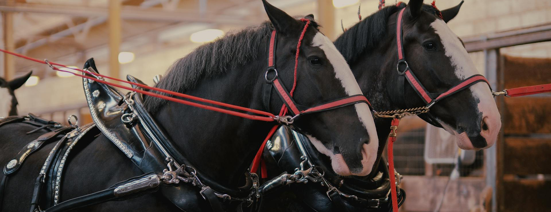 Front Page -Saddle Shop pexels buidiscovery 19906584